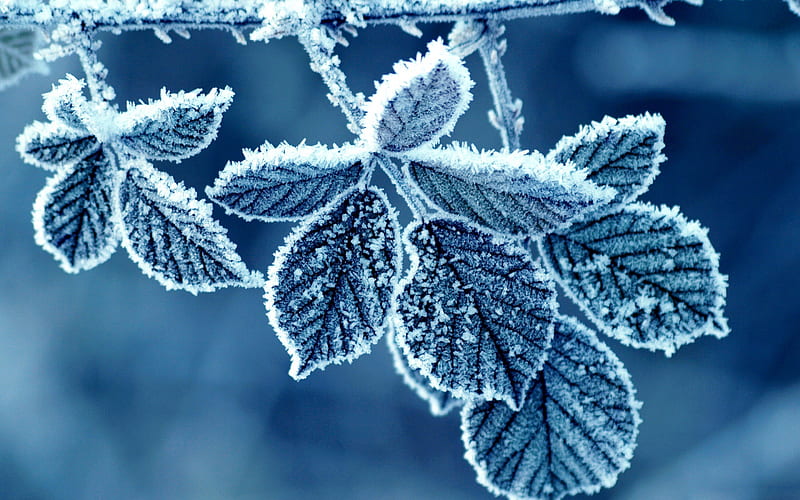 Frozen Leaves, leaves, nature, bonito, frozen, leafs, blue, winter, HD wallpaper