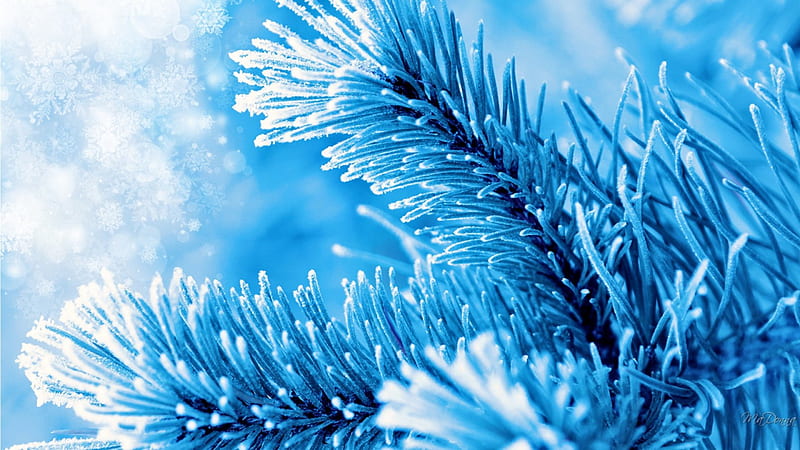 Sparkle of Blue Pine, sparkle, Christmas, pine, snow, fir, blue, winter ...