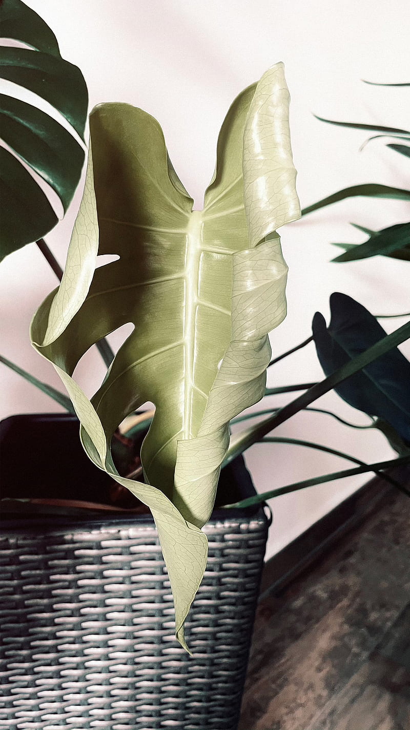 green plant on white woven basket, HD phone wallpaper