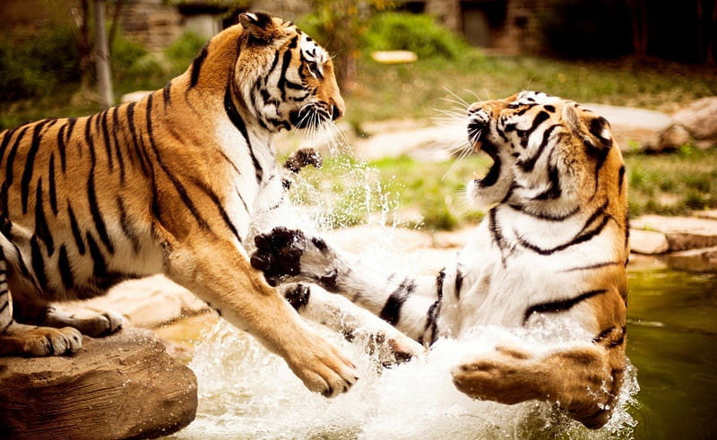 fighting tigers, tigers, water, animals, wild, HD wallpaper