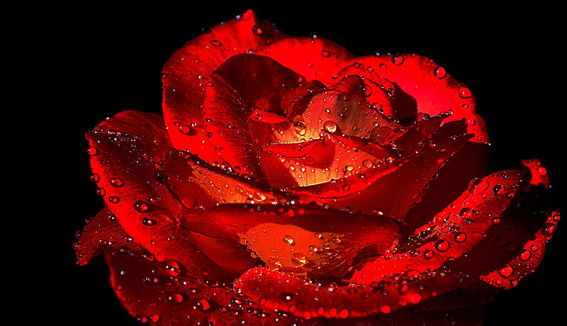 4K free download | Seduction, red, 3d, wet, rose, flower, HD wallpaper ...