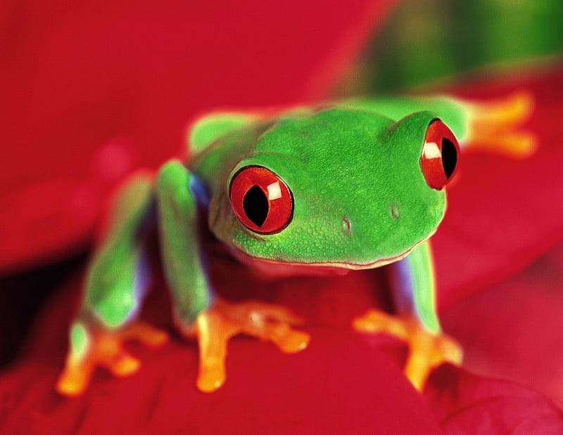 Little frog, red, animal, cute, frog, green, nature, funny, eyes, HD  wallpaper | Peakpx