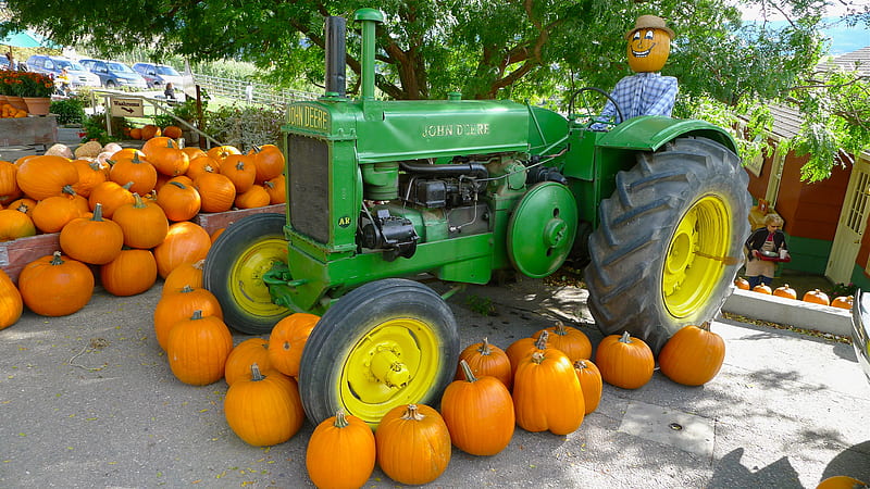 The Pumpkin picker, farm, tractor, halloween, crop, pumpkins, HD wallpaper