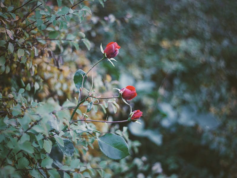 red fruit on green tree during daytime, HD wallpaper