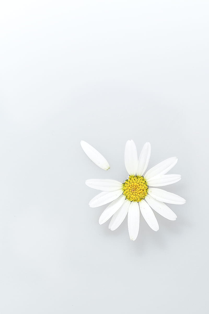 chamomile, flower, petals, wildflowers, HD phone wallpaper