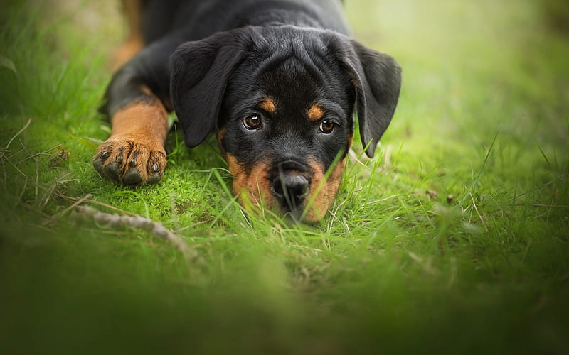 rottweiler, small black puppy, pets, small dogs, puppies, green grass, HD wallpaper