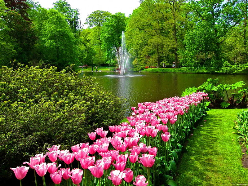 Keukenhof park, pretty, forest, fountain, lovely, grass, greenery, bonito, park, lake, nice, flowers, garden, walk, keukenhof, tulips, HD wallpaper