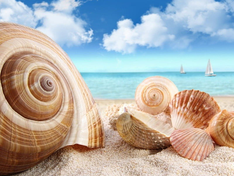 ~Sea Shell~, beach, nature, shell, sea shell, HD wallpaper
