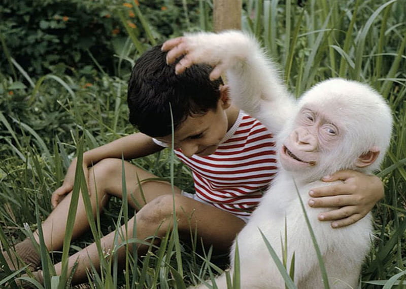 Boy And Albino Gorilla, Boy, Gorilla, Grass, Albino, HD wallpaper