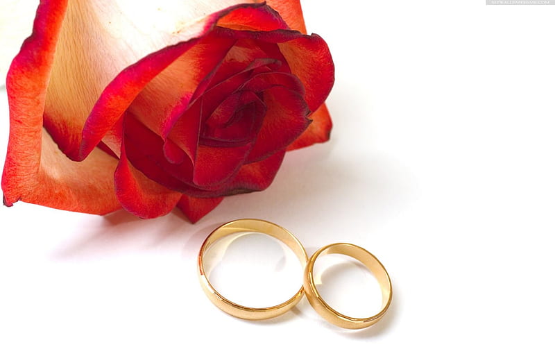 Rings, pretty, wedding, rose, HD wallpaper | Peakpx