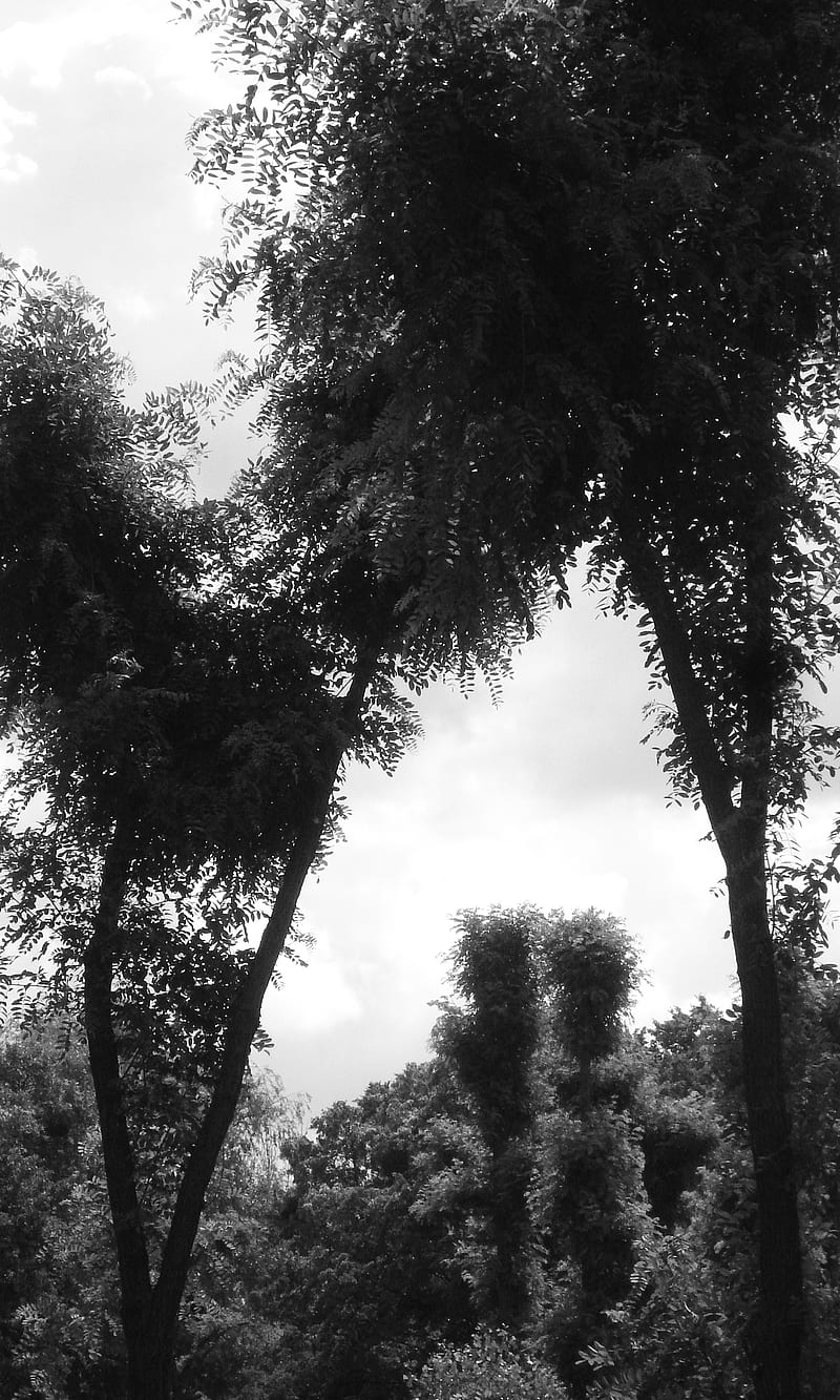 wild-palm-trees-black-and-white-bw-nature-summer-hd-phone