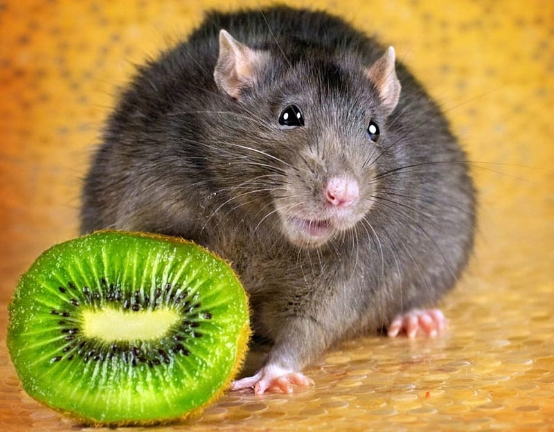 :), green, kiwi, black, rat, rodent, animal, HD wallpaper