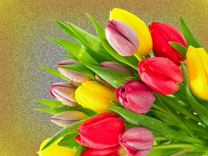 THREE COLOURS OF TULIPS, PRETTY, CREATION, TULIP, FLOWERS, HD wallpaper