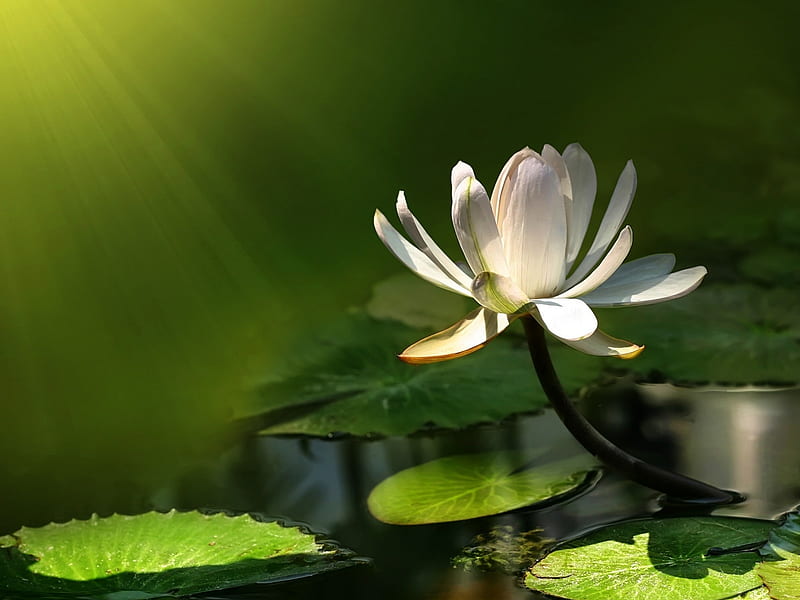 waterlilly, water, green, flower, lilly, nature, HD wallpaper