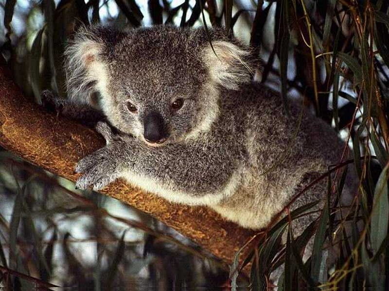 Koala, tree, bear, animal, sweet, HD wallpaper