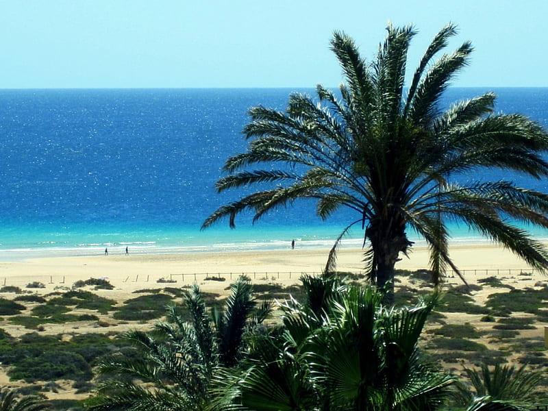 Fuerteventura, palmtree, sun, beaches, ocean, naturre, sky, blue, HD wallpaper