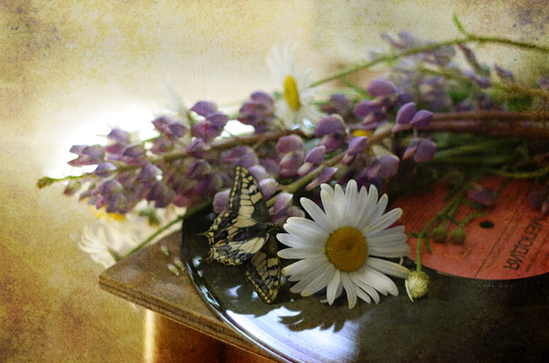 still life, pretty, clasic, bonito, old, graphy, nice, butterfly, flowers, beauty, harmony, table, lovely, romance, music, delicate, daisies, field flowers, retro, cool, bouquet, flower, gramophone record, daisy, HD wallpaper