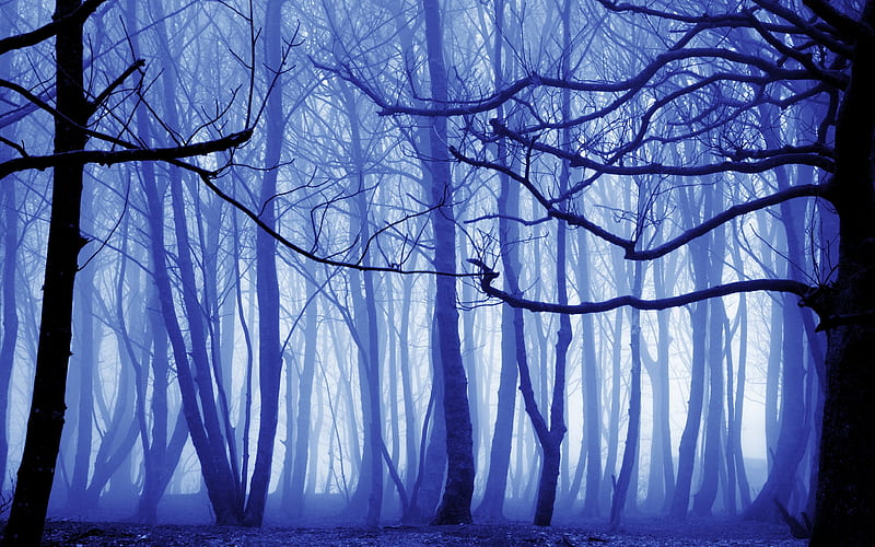 Blue Mist Nature Trees , nature, trees, forest, HD wallpaper
