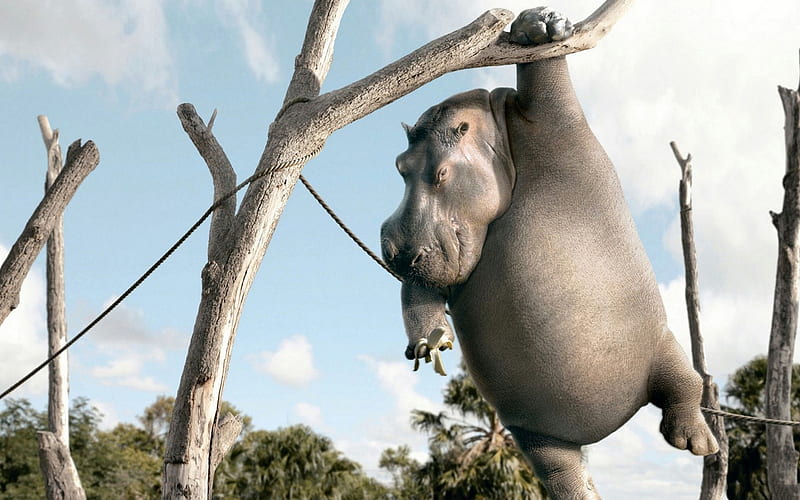 Hippo On A Rope, Rope, Sky, Clouds, Hippo, Tree, Hippopotamus, Animals, Banana, HD wallpaper