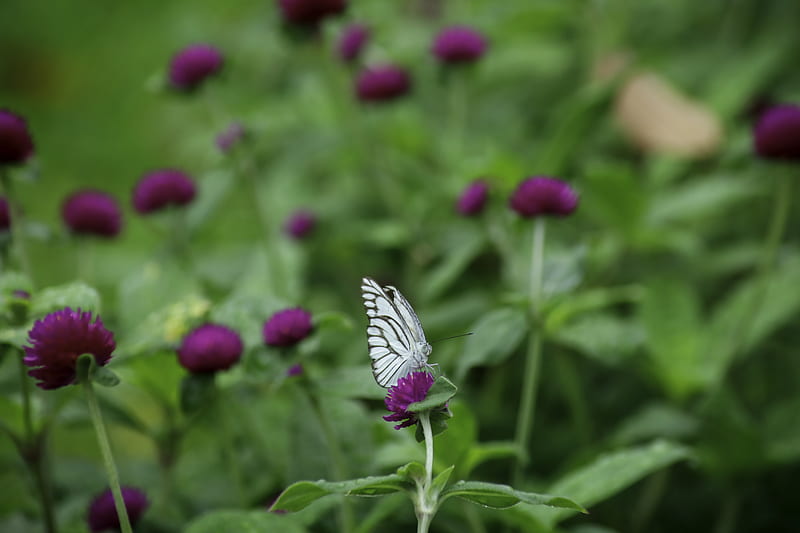 Mariposa blanca y negra en flor, Fondo de pantalla HD | Peakpx