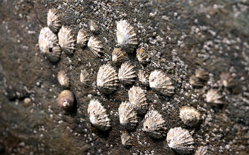 Common limpets, HD wallpaper