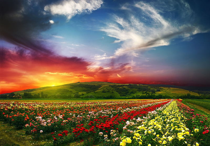 Flowers Field sun, grass, sundown, nice, gold, multicolor, mounts, landscapes, bright, flowers, tulips, hills, sunrises, art, brightness, beautiful place, sunrays, purple, garden, violet, white, red ambar, sunbeams, bonito, seasons, holland, art work, farm, leaves, pistils, green, amber, fields, scenery, beije, blue, plain, nature, branches, scene, wonderful, orange, high definition, yellow, magic, clouds, cenario, netherlands, lightness, scenario, brilliant, beauty, sunrise, plantations, cena, golden, trees, sky, cool, awesome, sunshine, hop, colorful, brown, sunny, valley graphy, grasslands, sunsets, pink, light, amazing multi-coloured, view, place, colors, spring, agriculture, leaf, magical, vibrant, summer, petals, colours, natural, HD wallpaper