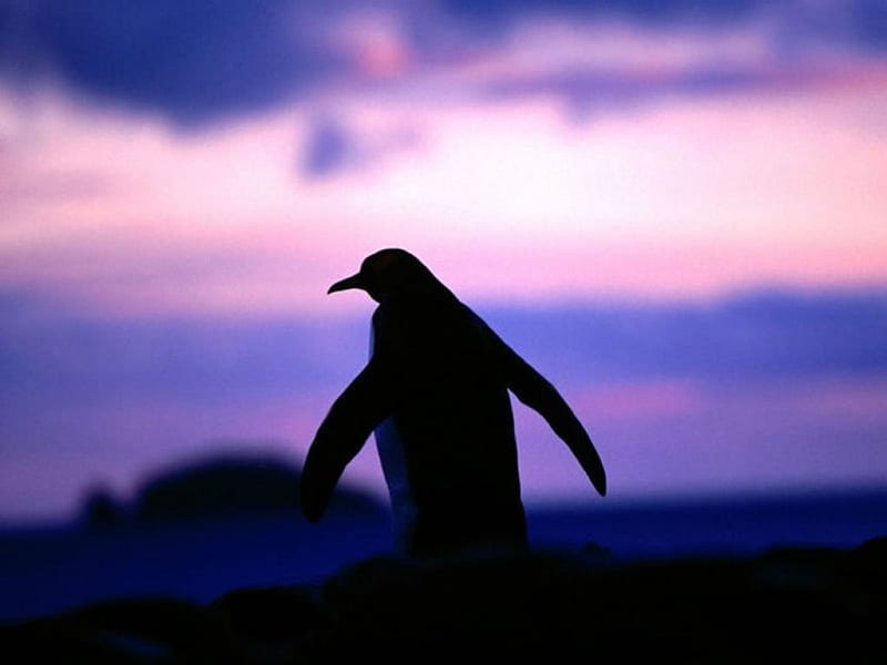 Penguin at dawn, penguon, dawn, birds, shadow, sweet, cute, Antarctic, South, wild, wildlife, nature, animals, siluette, HD wallpaper