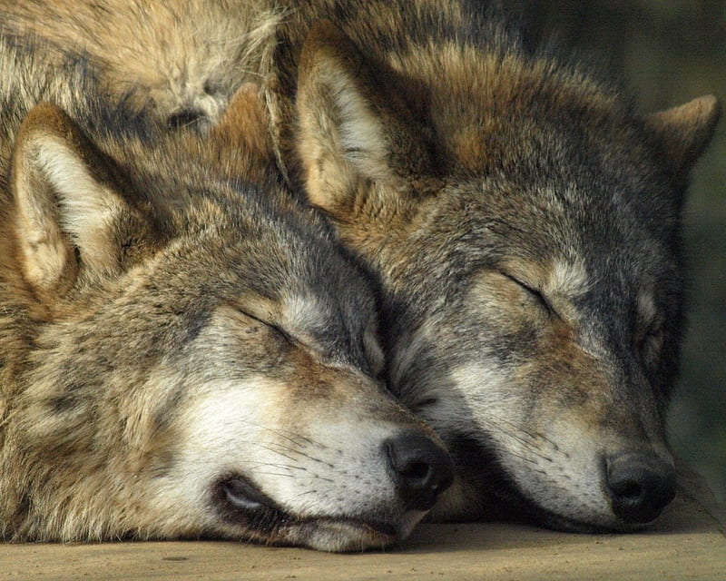 Sleeping Wolves, predator, nature, wolf, relaxing, HD wallpaper
