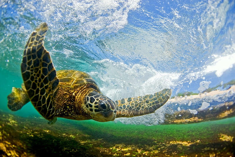 Turtle under Wave Hawaii, underwater, polynesia, islands, dive, hawaii, ocean, snorkel, turtle, leatherback, sea, wave, beach, marine, swim, island, swimming, HD wallpaper