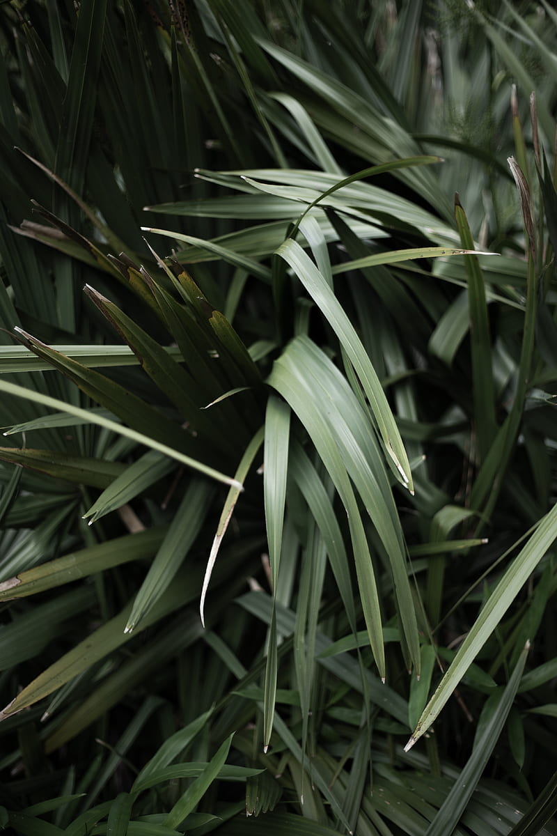 grass, plant, leaves, green, blur, closeup, HD phone wallpaper