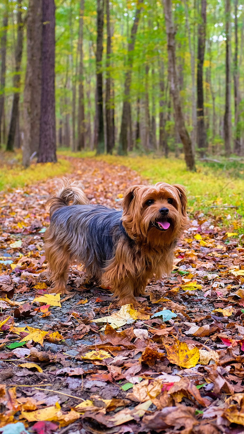 Cute Puppy in the Park , walk, autumn, dog, animal, pet, brown, HD phone wallpaper
