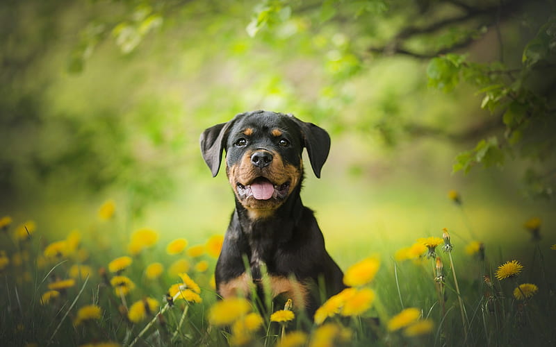 Rottweiler, small puppy, wild flowers, small dogs, pets, dandelions, HD wallpaper