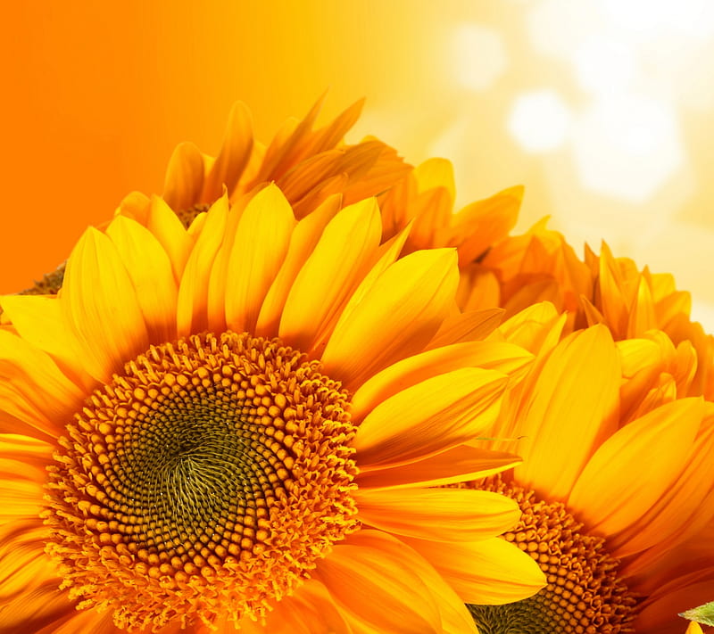 SunFlower, flower, sun, HD wallpaper | Peakpx