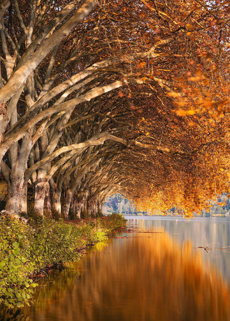 lake, trees, shore, landscape, autumn, HD phone wallpaper