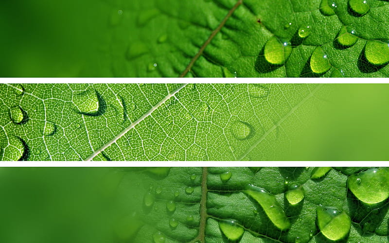 fresh green-refreshing green leaves 01, HD wallpaper
