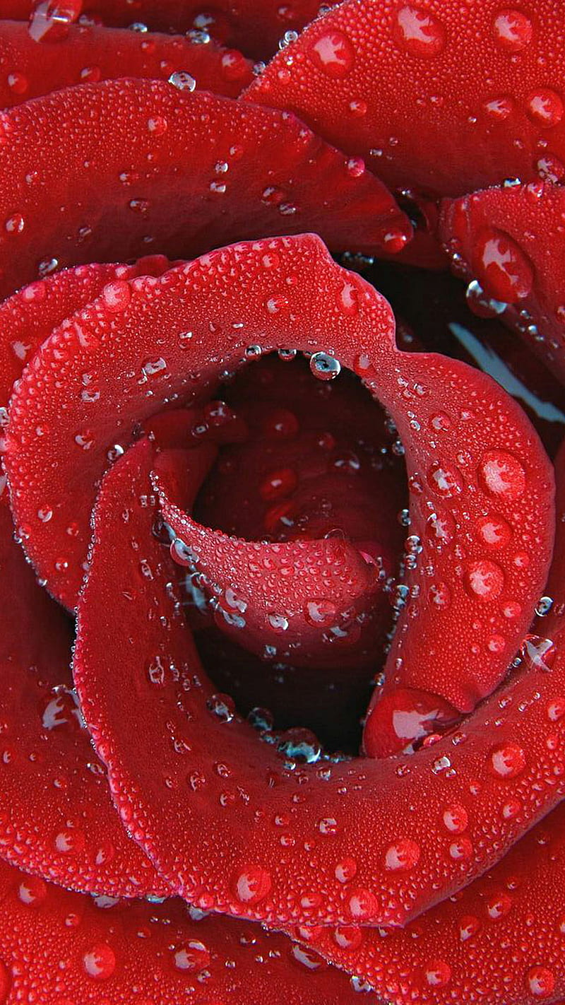 Rose With Water Drops Images  Free Download on Freepik