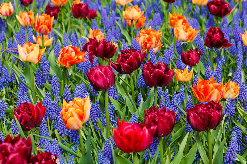 Vivid Tulips and Grape Hyacinth, Tulips, Spring, Flowers, Hycinth, Nature, HD wallpaper