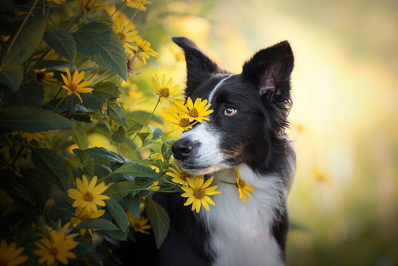 Border Collie, vara, caine, flower, summer, yellow, dog, animal, HD wallpaper