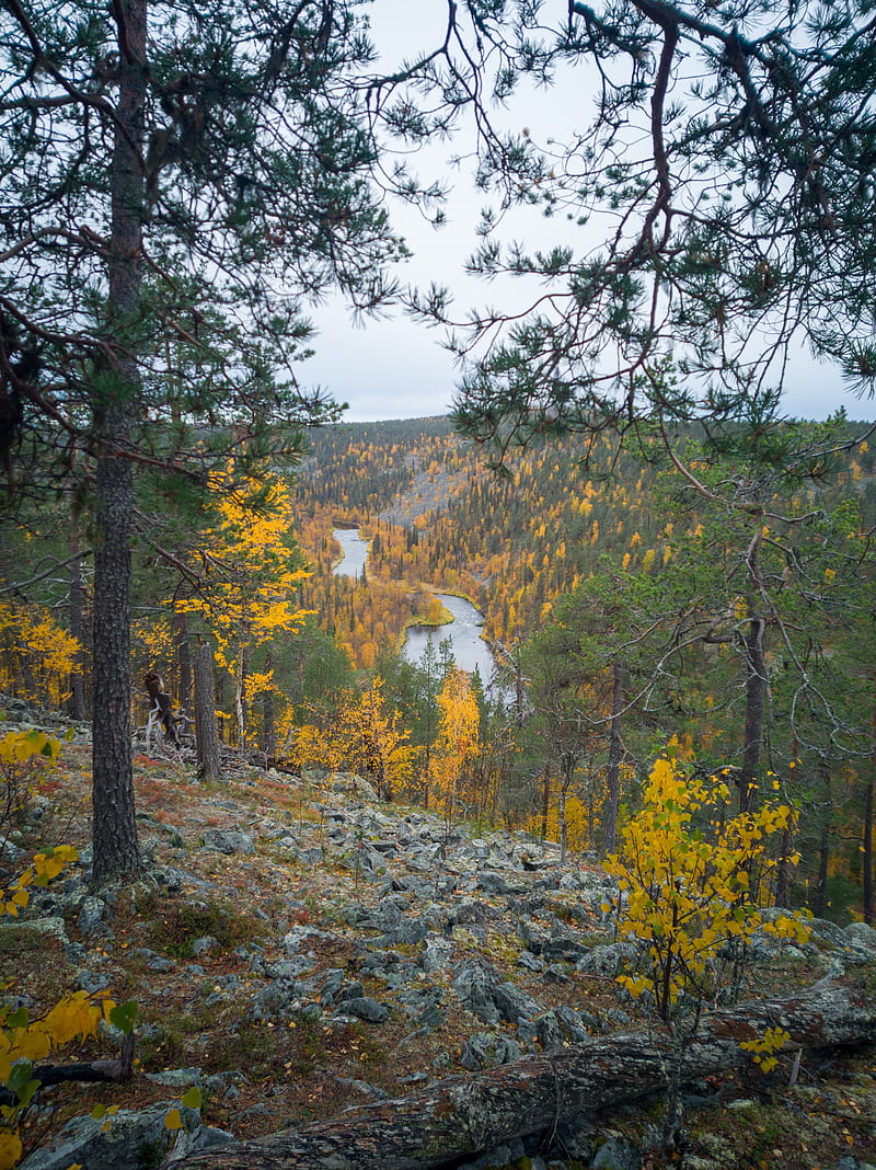 Autumn Colors, finland, lapland, leaves, nature, rain, river, travel, trees, winter, HD phone wallpaper