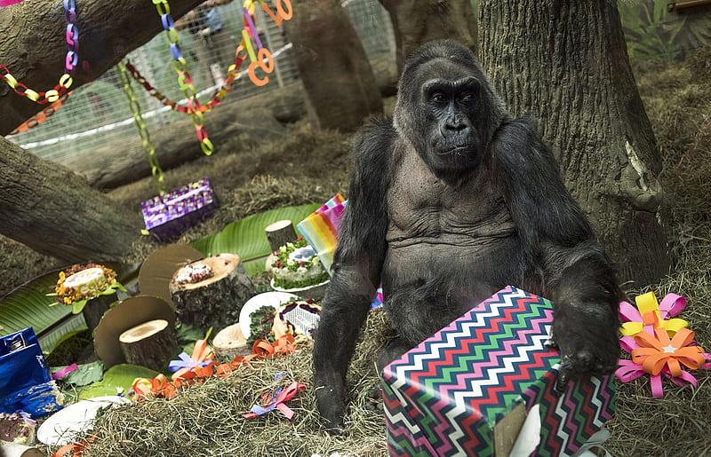 Colo opens her presents, 60th birtay party, Gorilla, Ohio, Columbus Zoo and aquarium, Colo, HD wallpaper