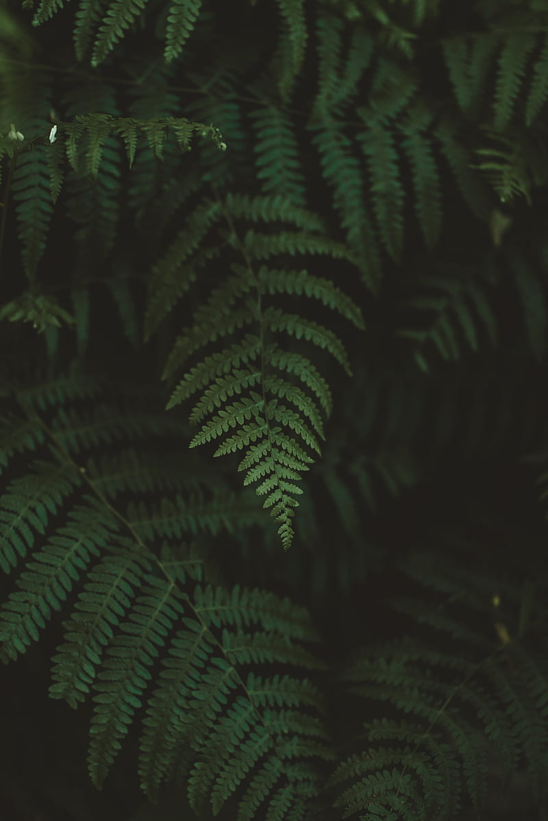 fern, leaves, macro, blur, HD phone wallpaper
