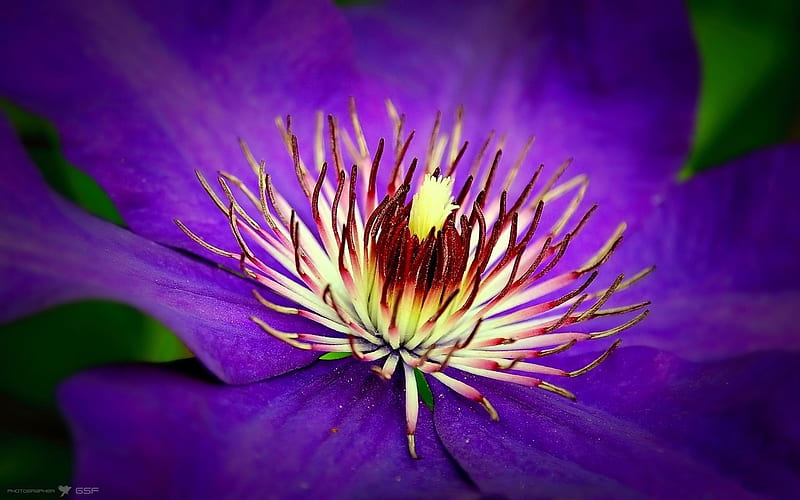 Clematis-Fresh flowers graphy, HD wallpaper