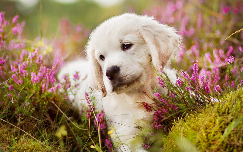 golden retriever labrador, puppy, cute dog, small labrador, cute animals, HD wallpaper