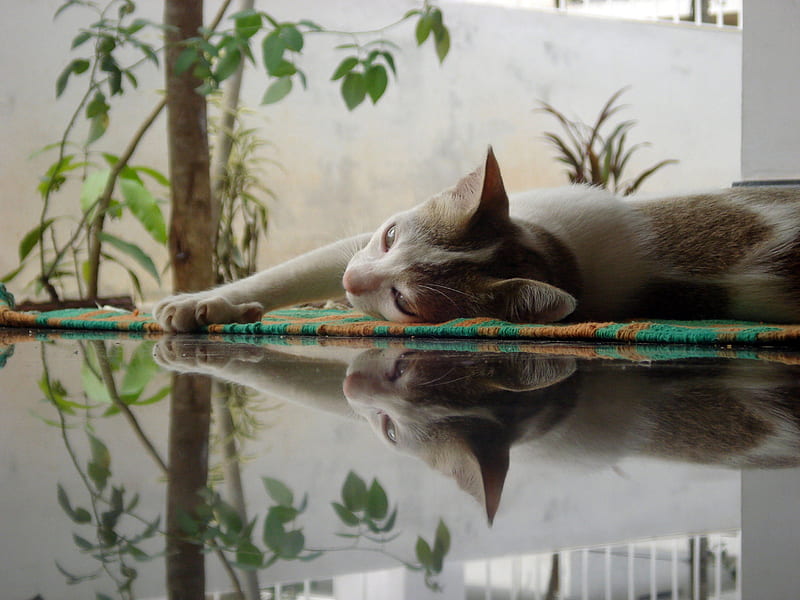 Reflecting Cat, Cute, Reflection, Green, Cat, HD wallpaper