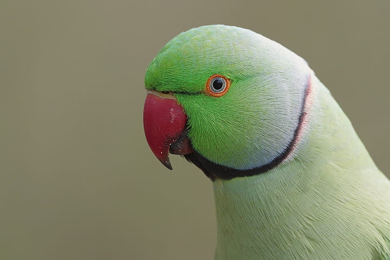 Birds, Parrot, Bird, Rose-Ringed Parakeet, HD wallpaper