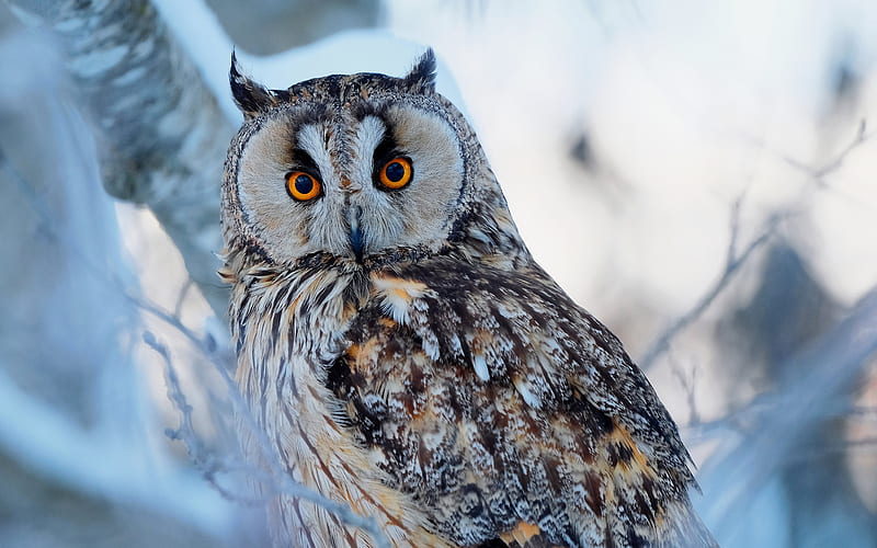 Birds, Owl, Long-Eared Owl, HD wallpaper