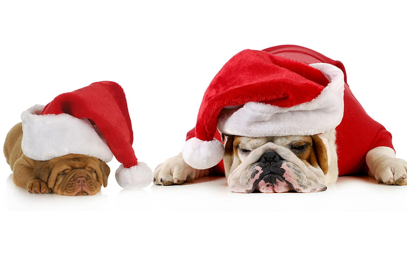 Christmas, cute dogs, Santa Clauses, sleeping dogs, English Bulldog, tired Santa Clauses, New Year, dogs, HD wallpaper