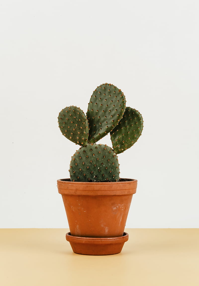 cactus, pot, Flowers, HD phone wallpaper