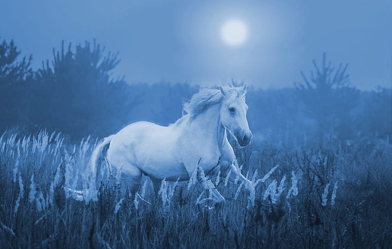Moonlight, moon, moon, running, white, horse, animal, blue, HD wallpaper