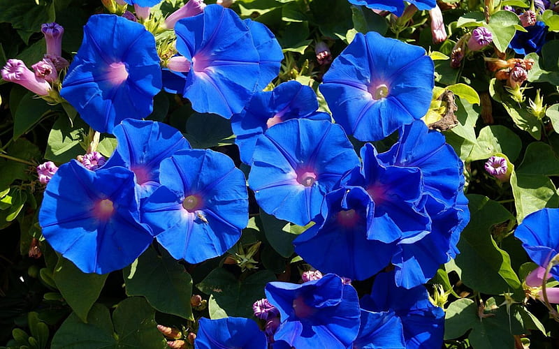 Flowers, Morning Glory, leaves, blue, HD wallpaper